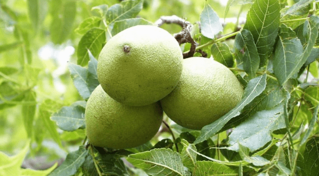 Cleaning parasites with a walnut peel