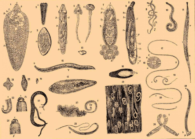The types of parasites in the human body and where they live